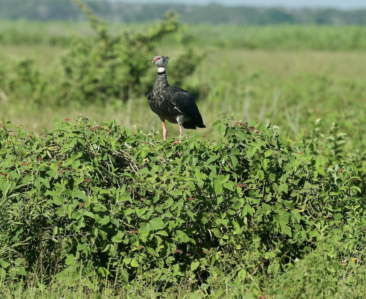 Southern Screamer - ML641899850