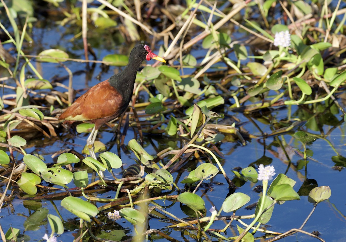 Wattled Jacana - ML641899851