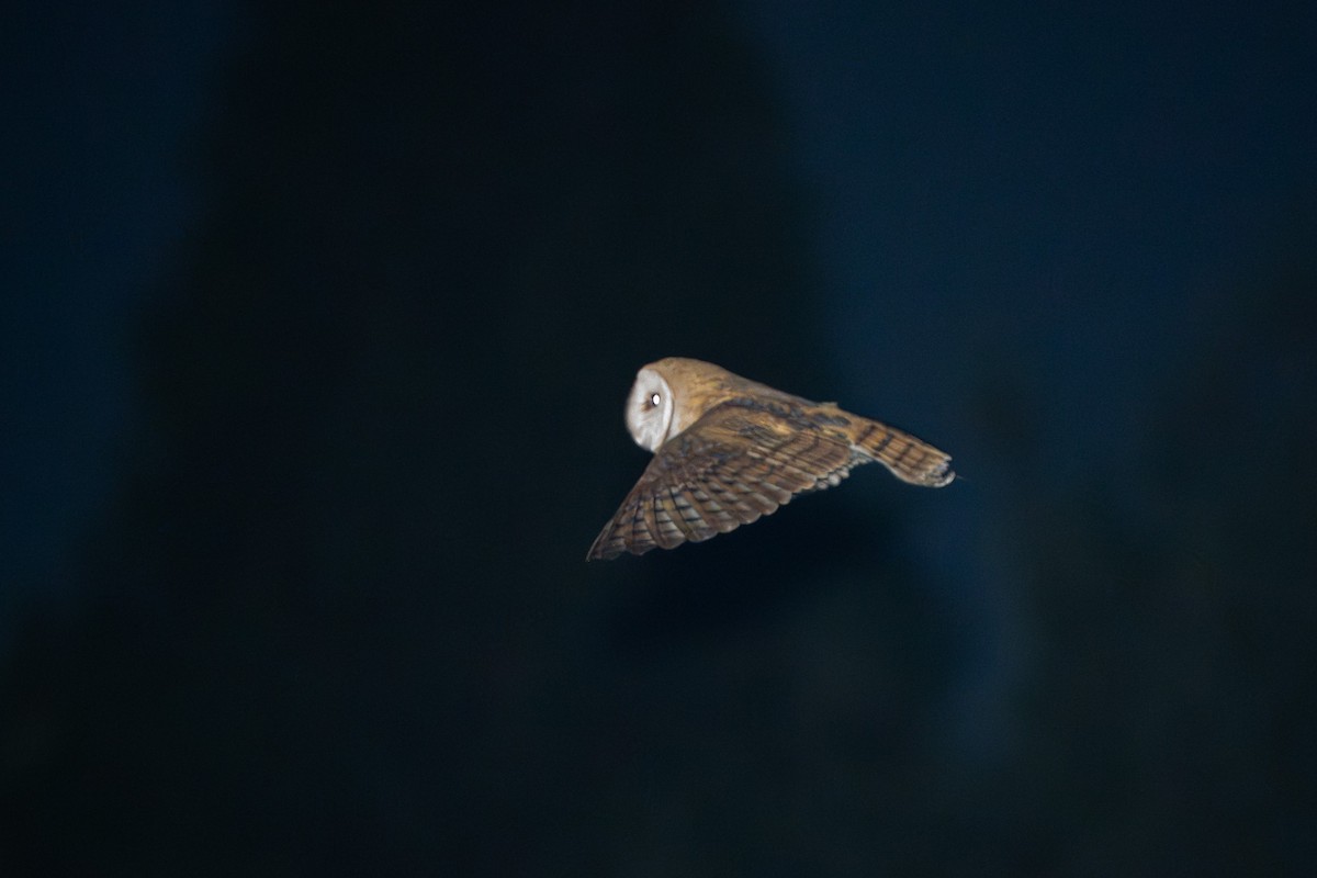 American Barn Owl - ML641899870