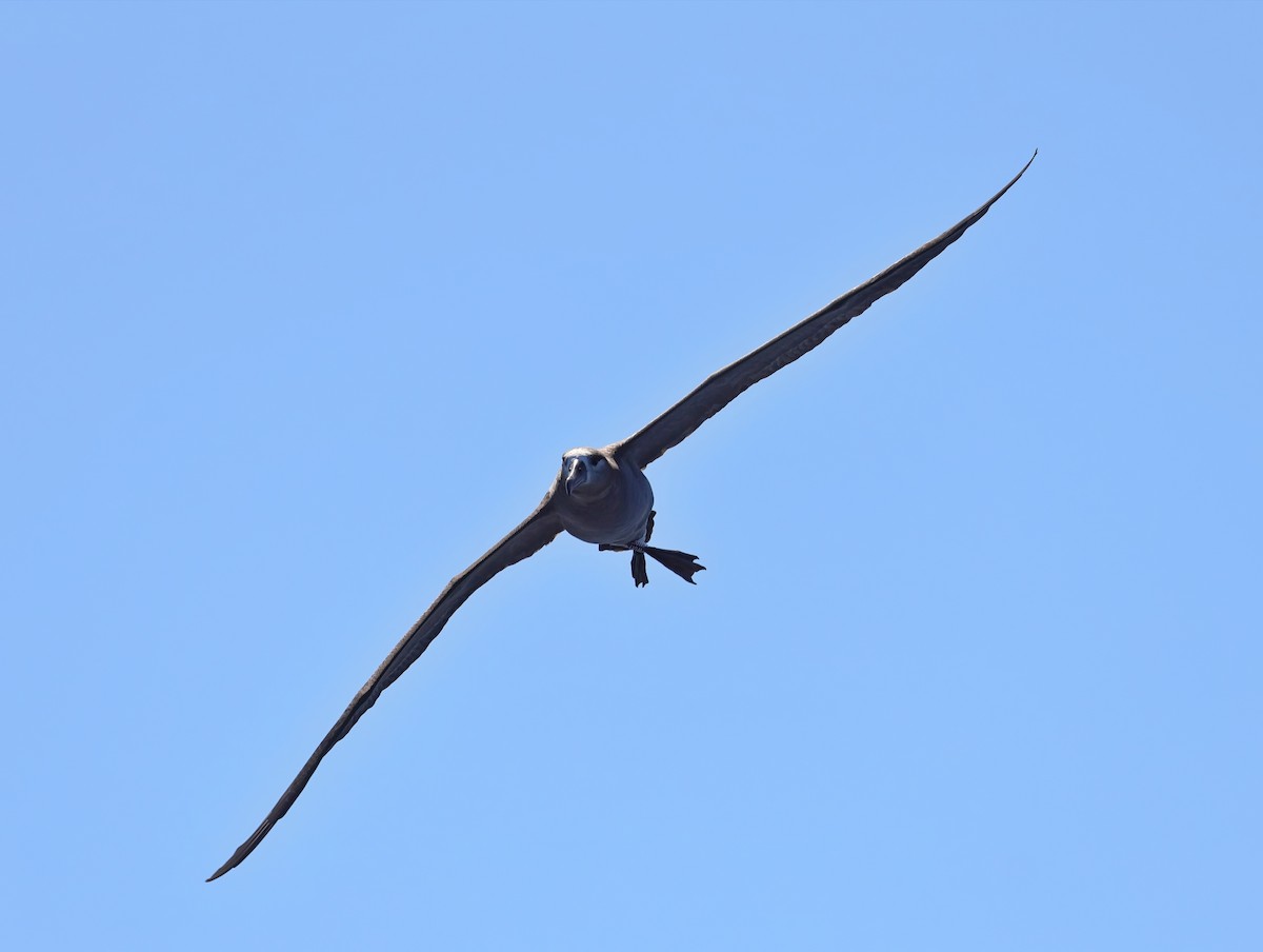 Schwarzfußalbatros - ML641899873