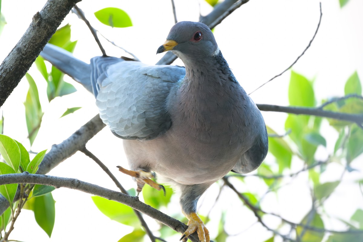 Band-tailed Pigeon - ML641899879