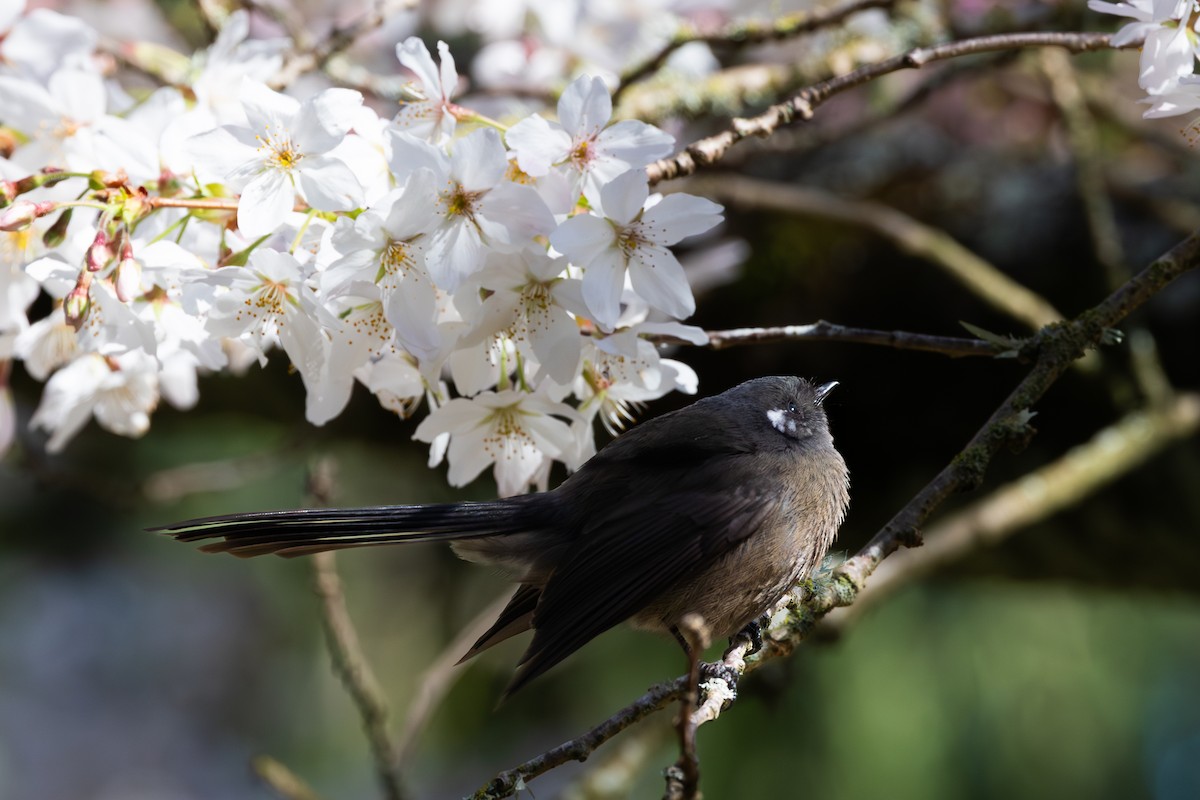 New Zealand Fantail - ML641899881