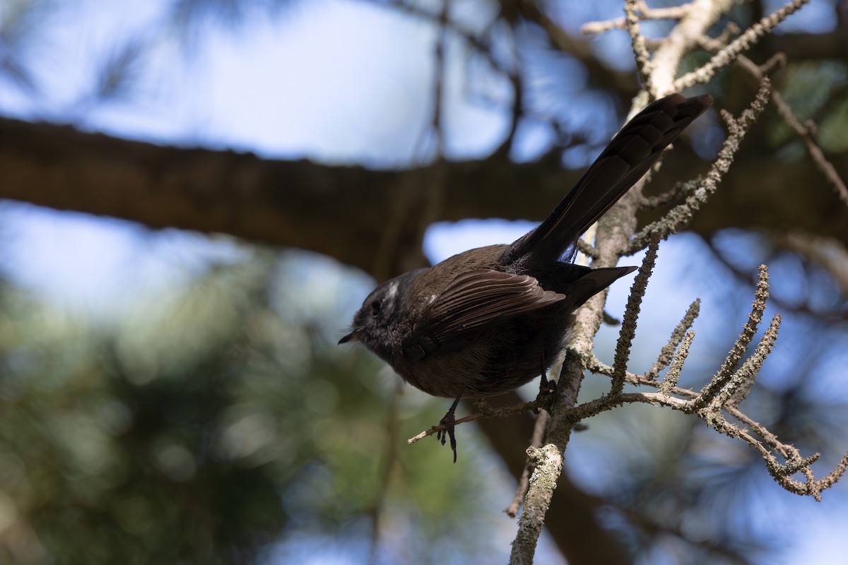 New Zealand Fantail - ML641899882