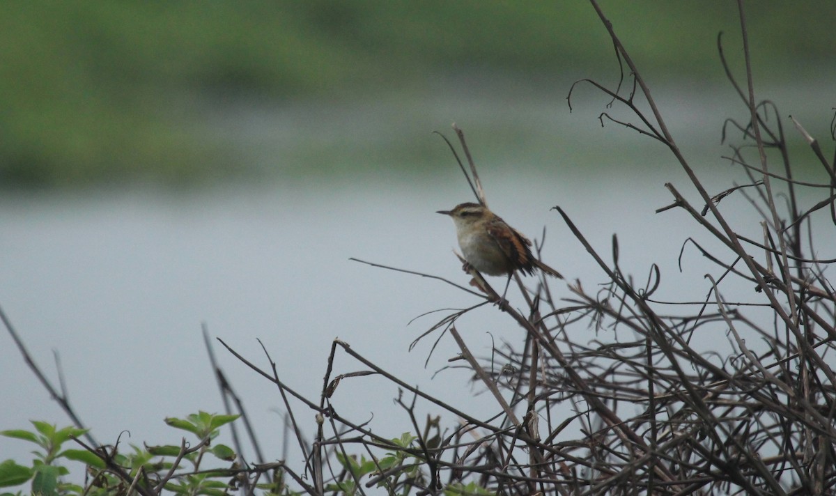 Wren-like Rushbird - ML641899883