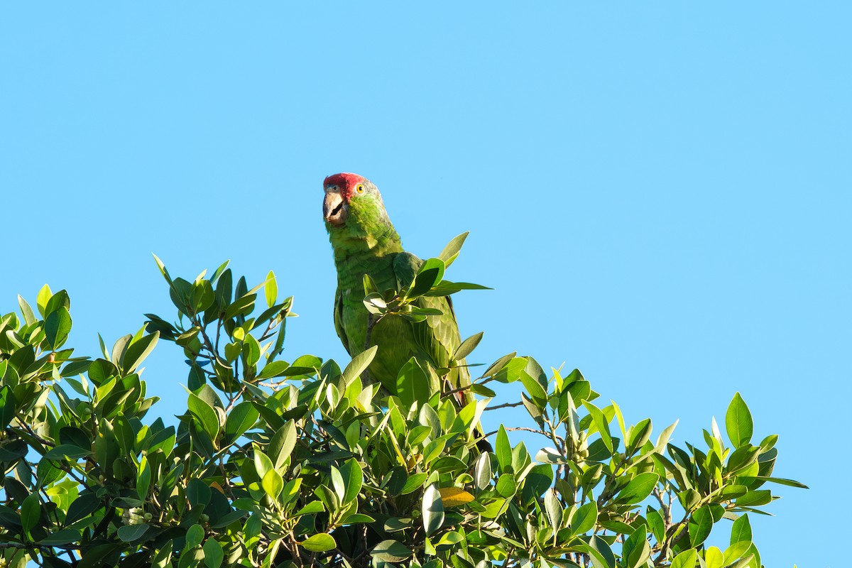 メキシコアカボウシインコ - ML641899884