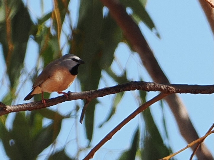 Black-throated Finch - ML641899887