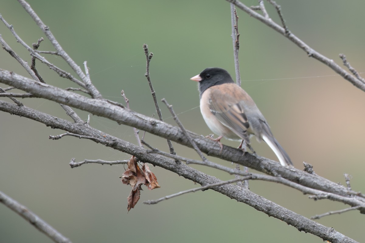 Dark-eyed Junco - ML641899888