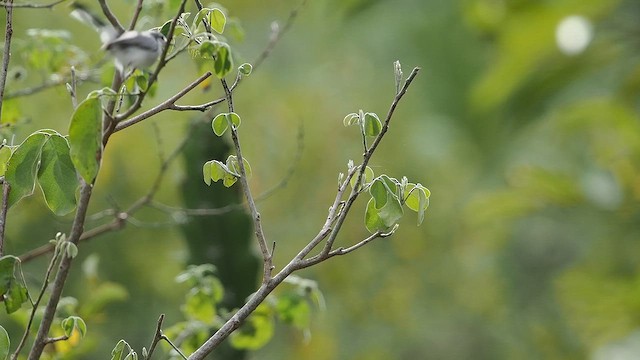 White-lored Gnatcatcher - ML641899889