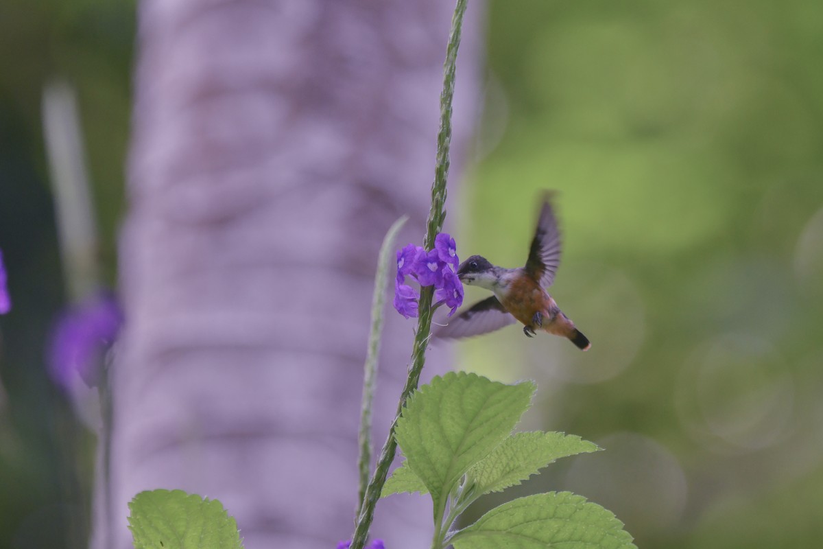 White-crested Coquette - ML641899920