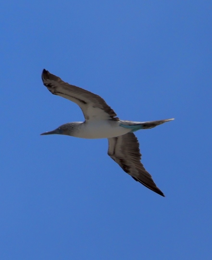Fou à pieds bleus - ML641899927