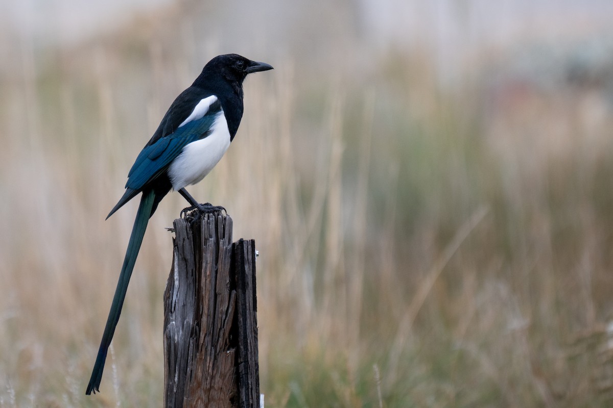 Black-billed Magpie - ML641899939