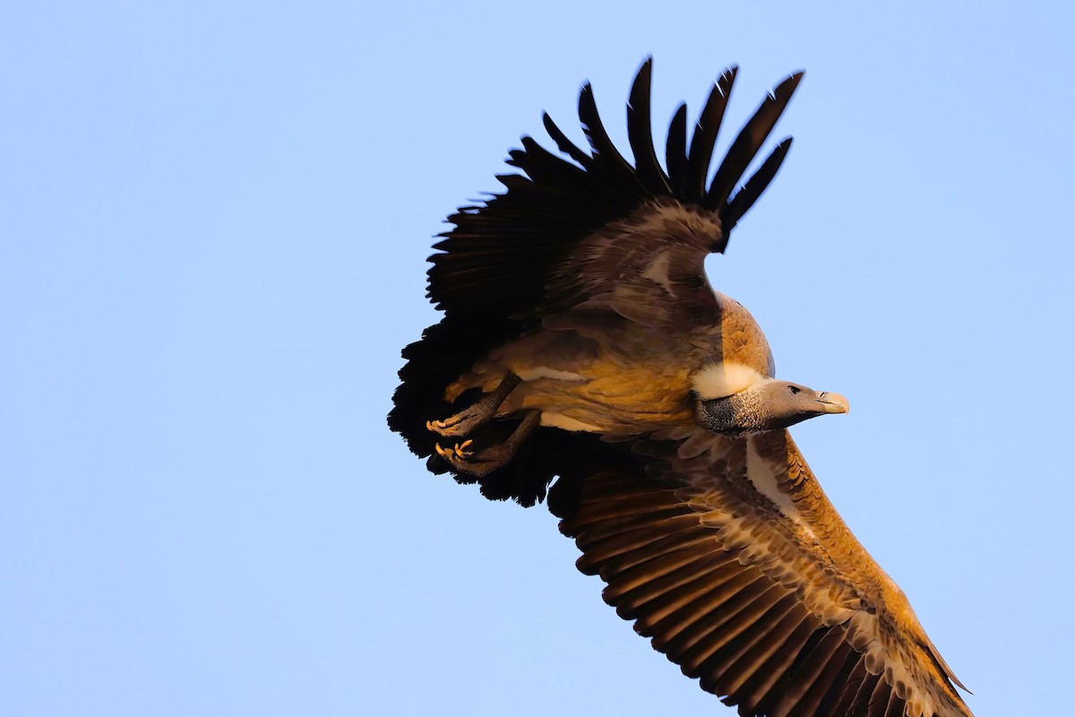 Indian Vulture - ML641899940