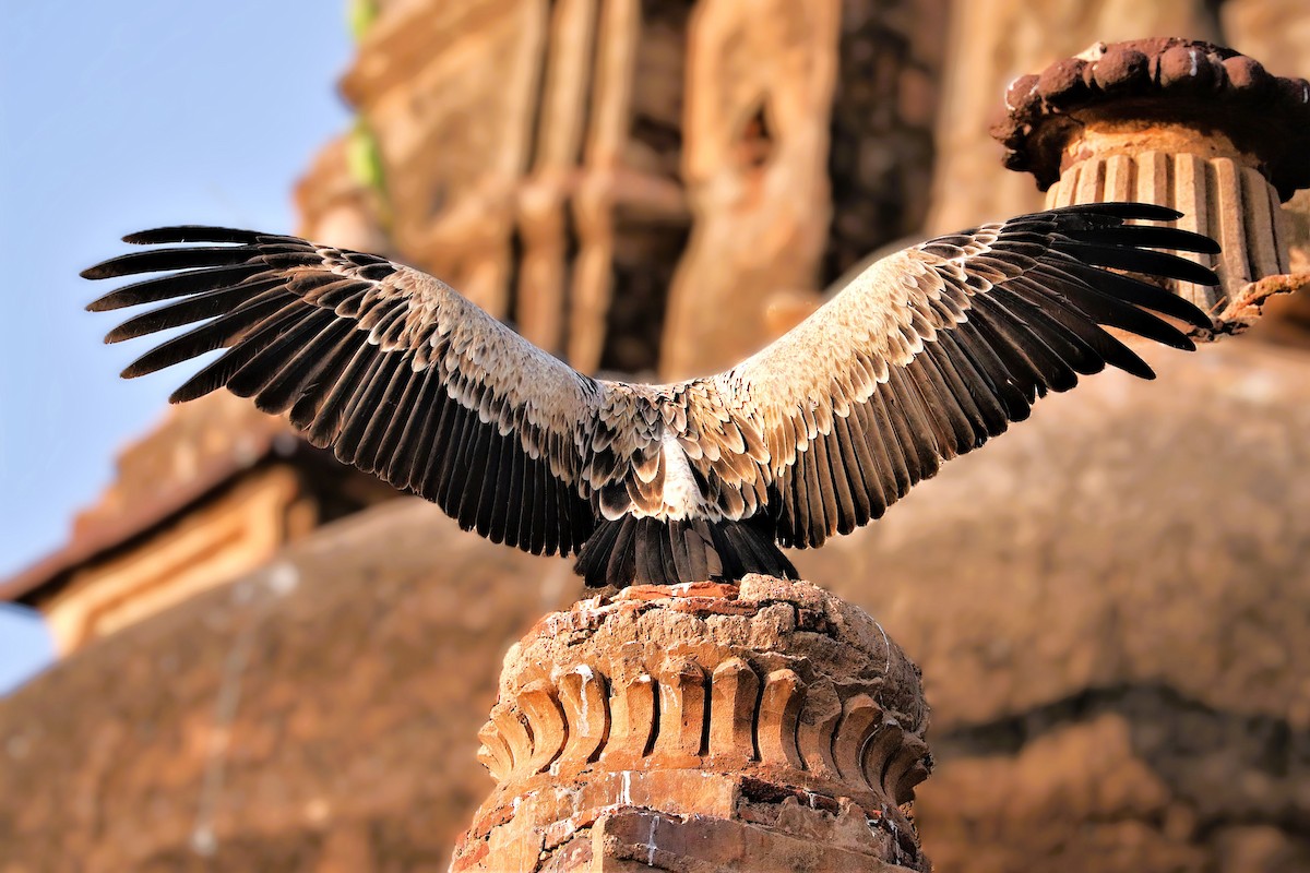 Indian Vulture - ML641899941