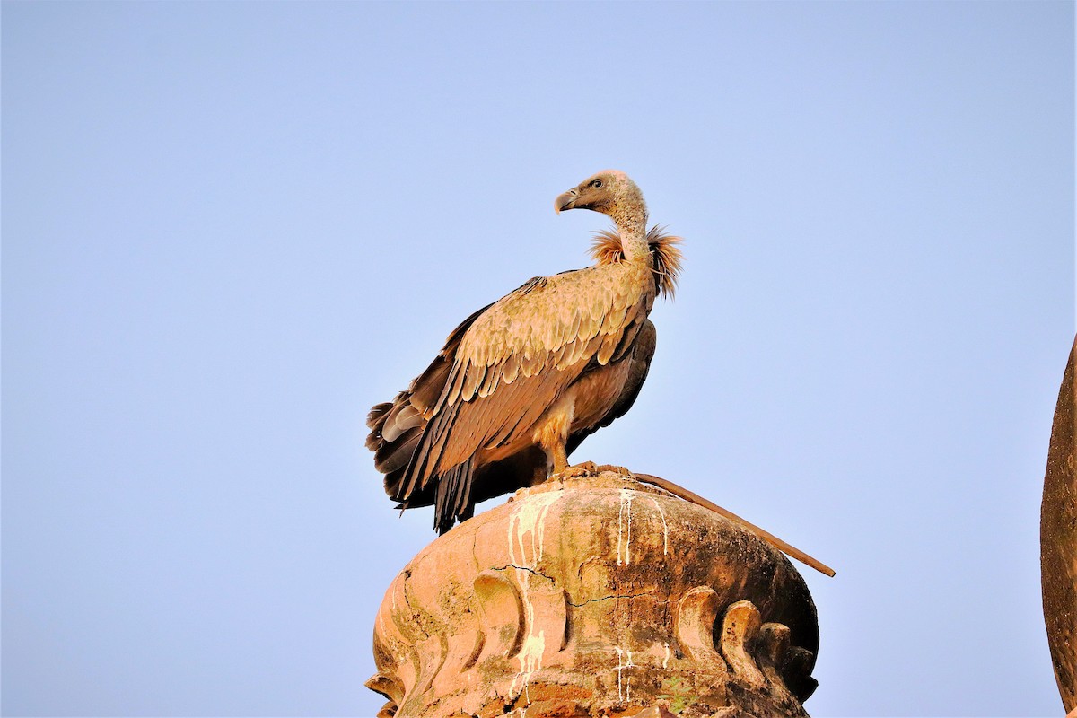 Indian Vulture - ML641899942