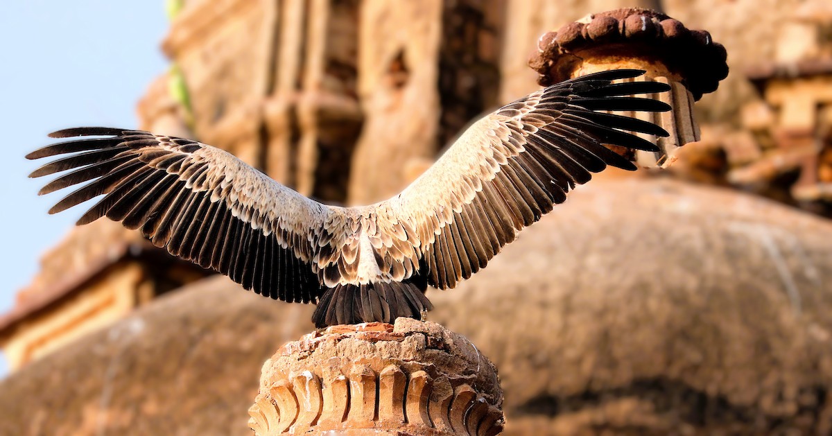 Indian Vulture - ML641899944