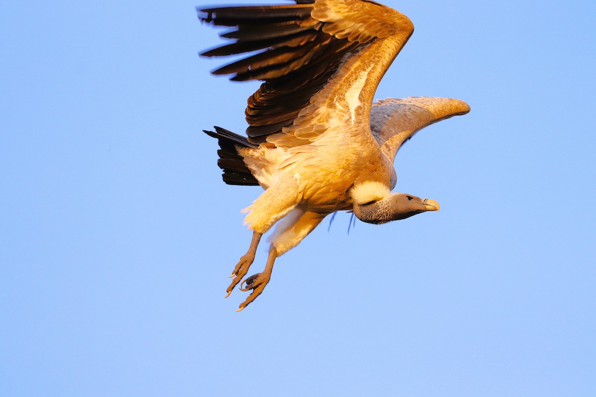 Indian Vulture - ML641899945