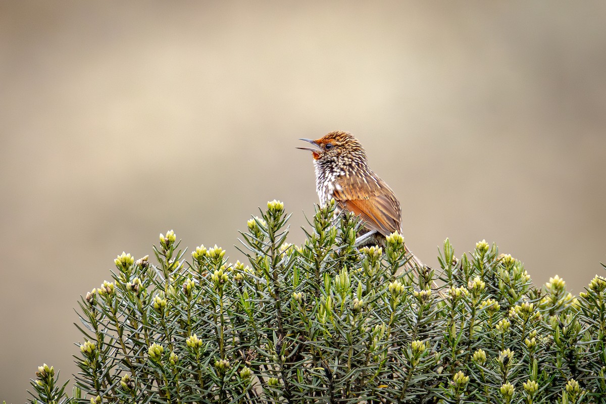 Many-striped Canastero - ML641899950