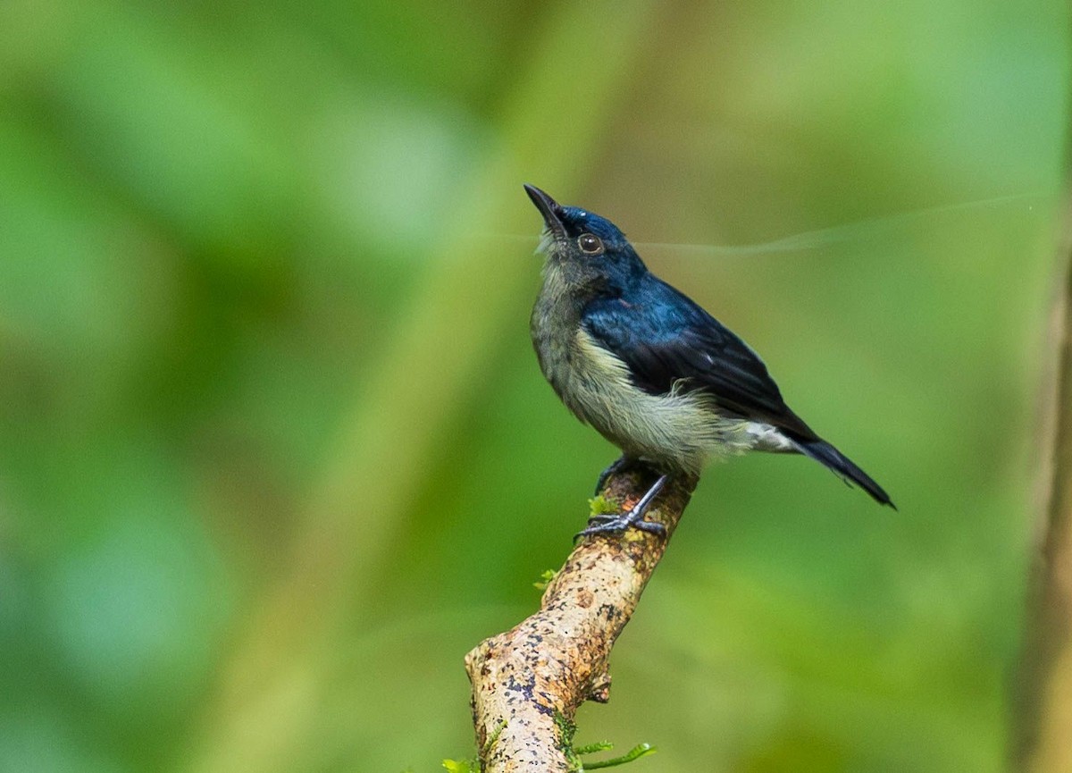 Black Berrypecker - ML641899951
