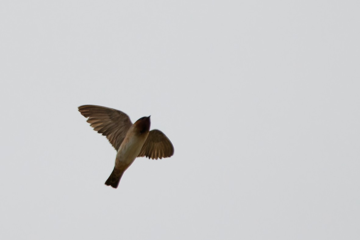 Cliff Swallow - ML641899955