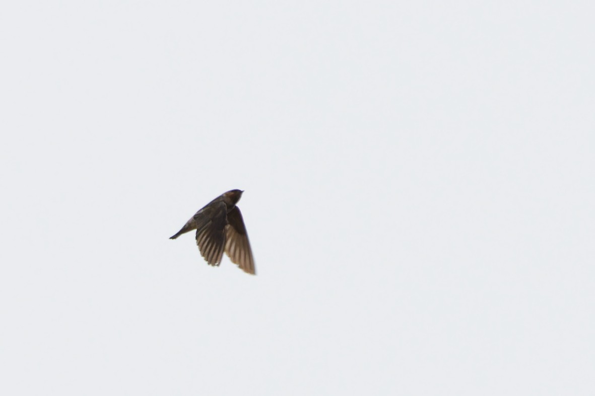 Cliff Swallow - ML641899956