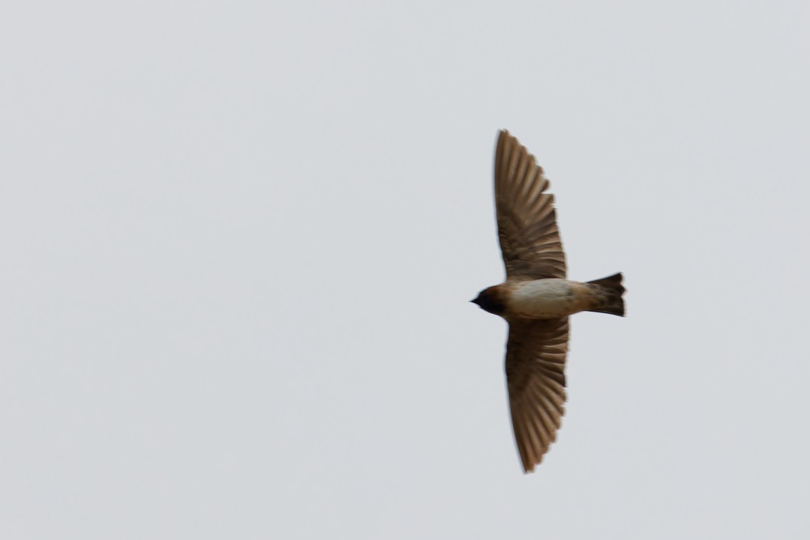 Cliff Swallow - ML641899957