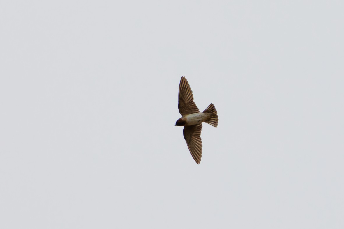 Cliff Swallow - ML641899958