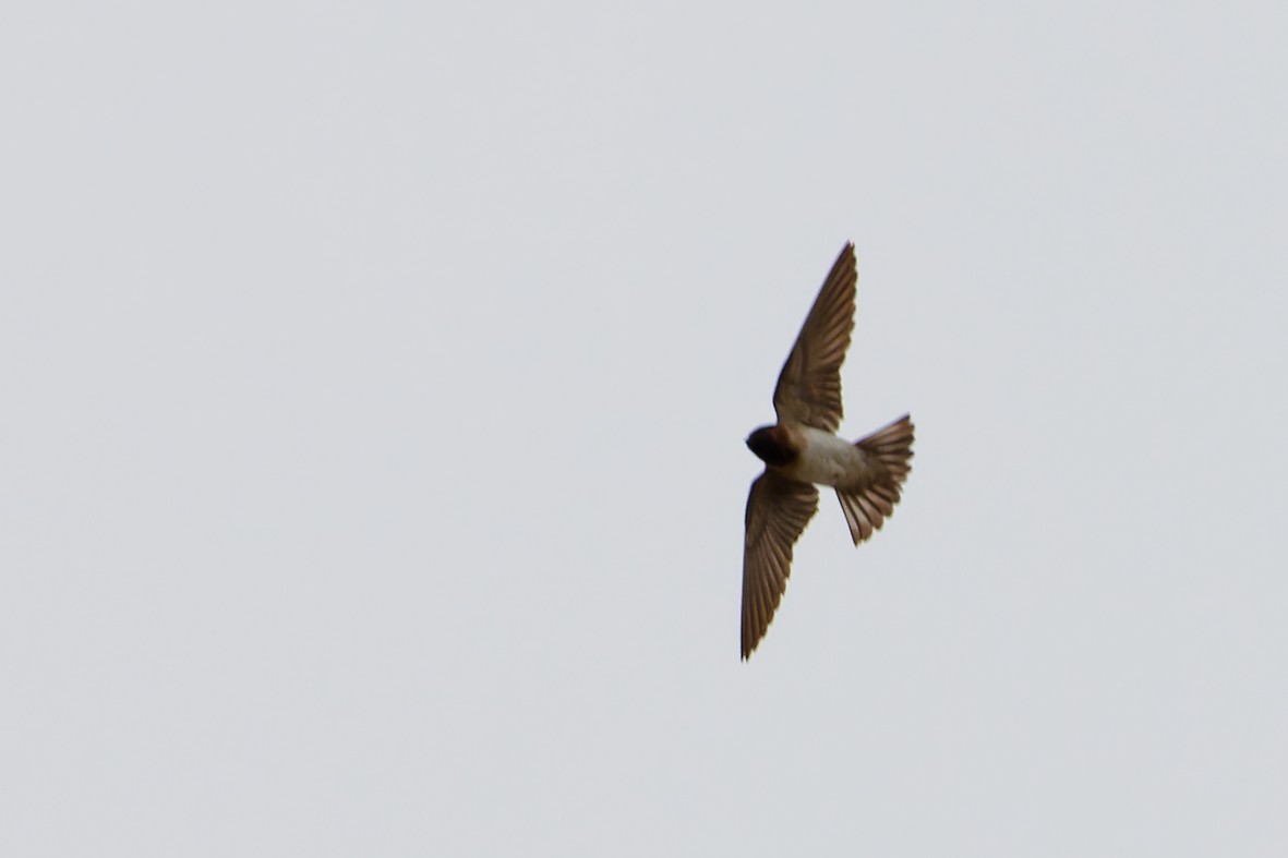 Cliff Swallow - ML641899960