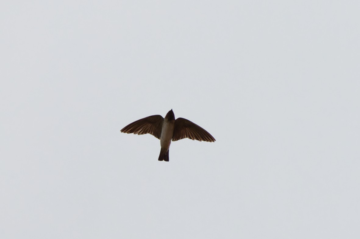 Cliff Swallow - ML641899961