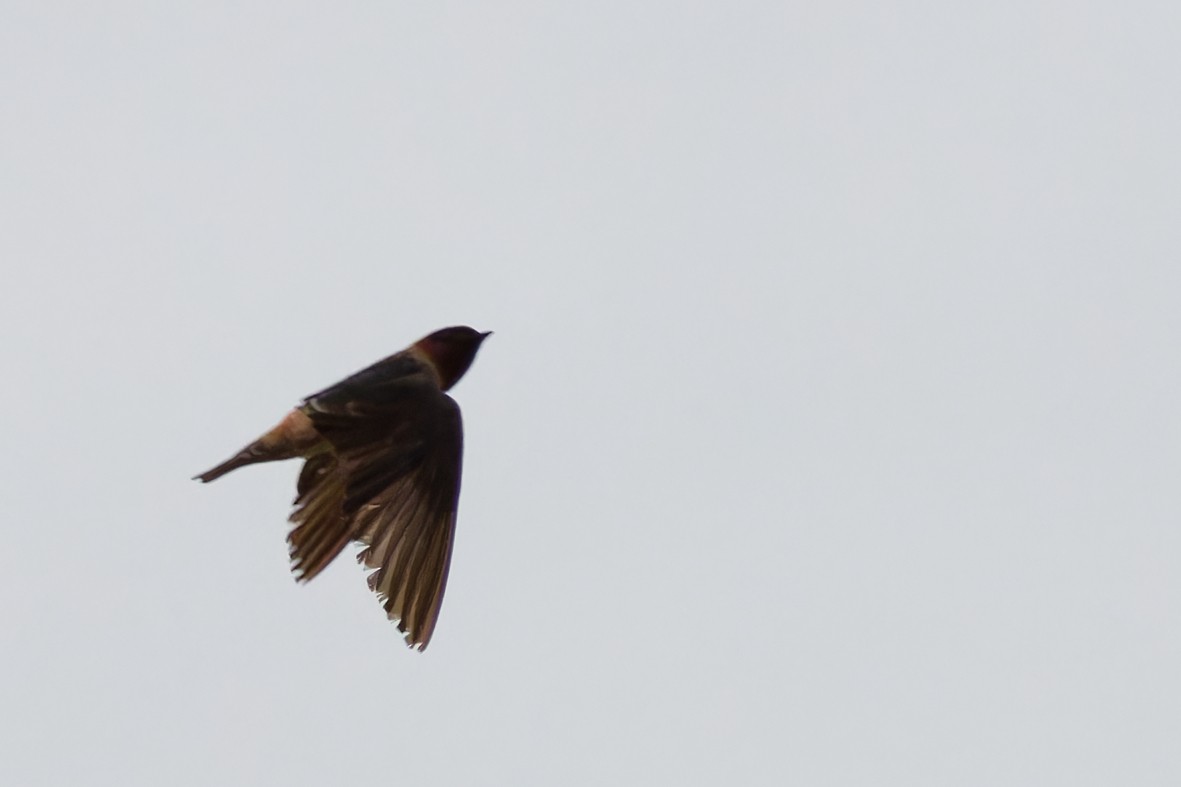 Cliff Swallow - ML641899962
