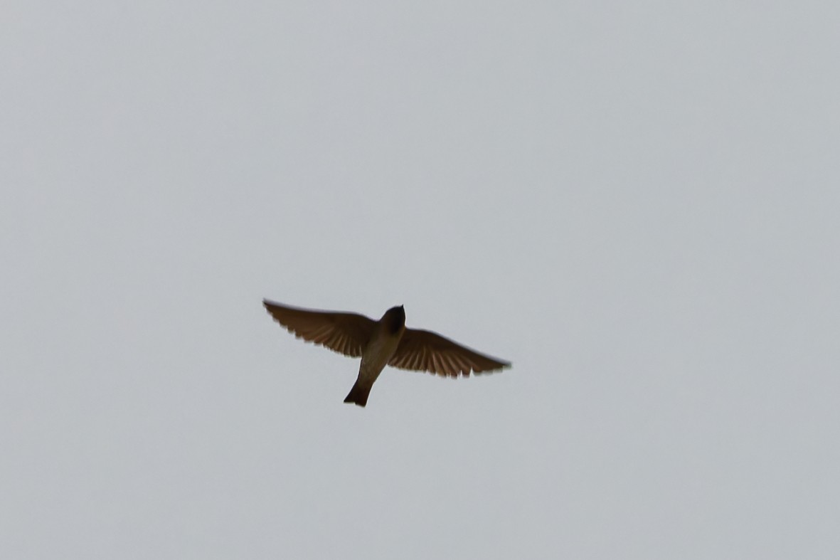 Cliff Swallow - ML641899963