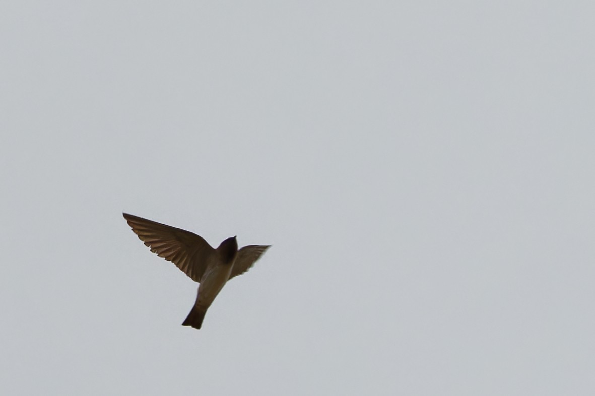 Cliff Swallow - ML641899964