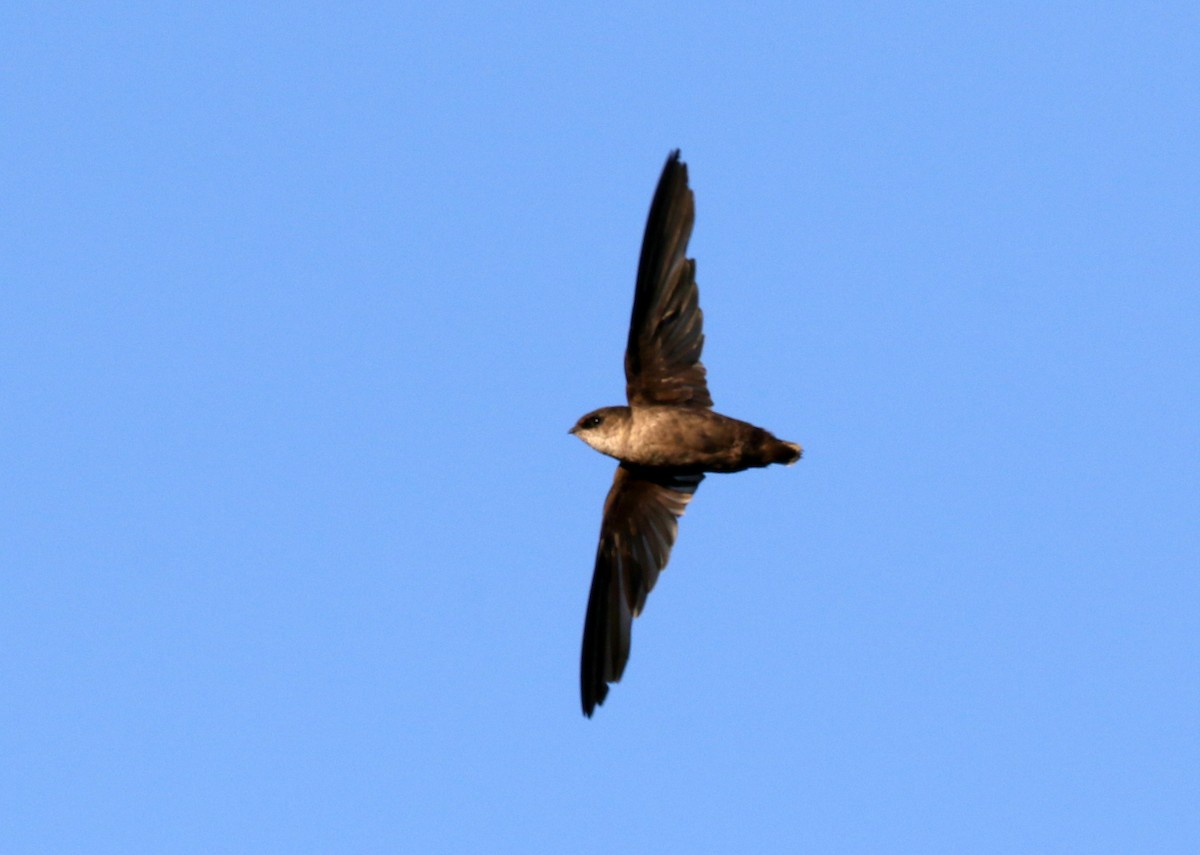 Vaux's Swift - ML641899965