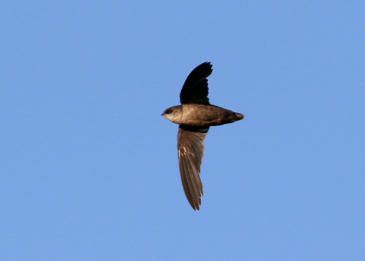 Vaux's Swift - ML641899966