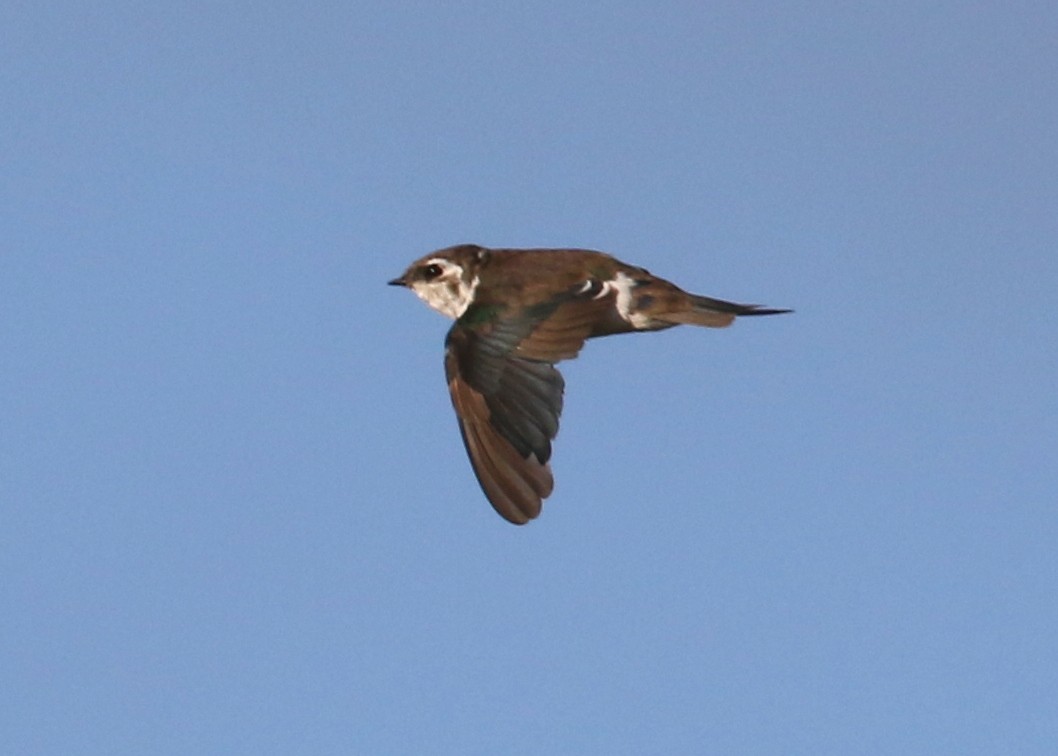 Hirondelle à face blanche - ML641899969