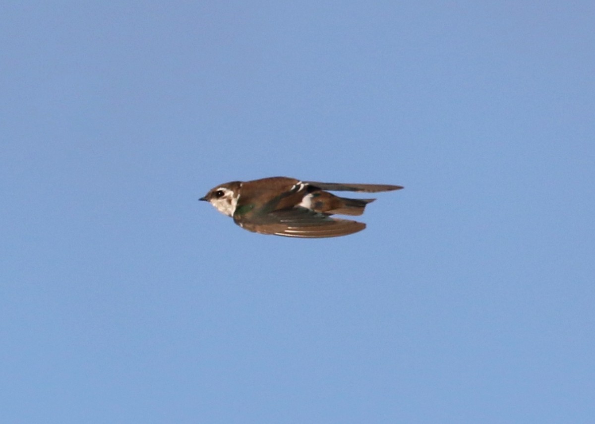 Hirondelle à face blanche - ML641899970
