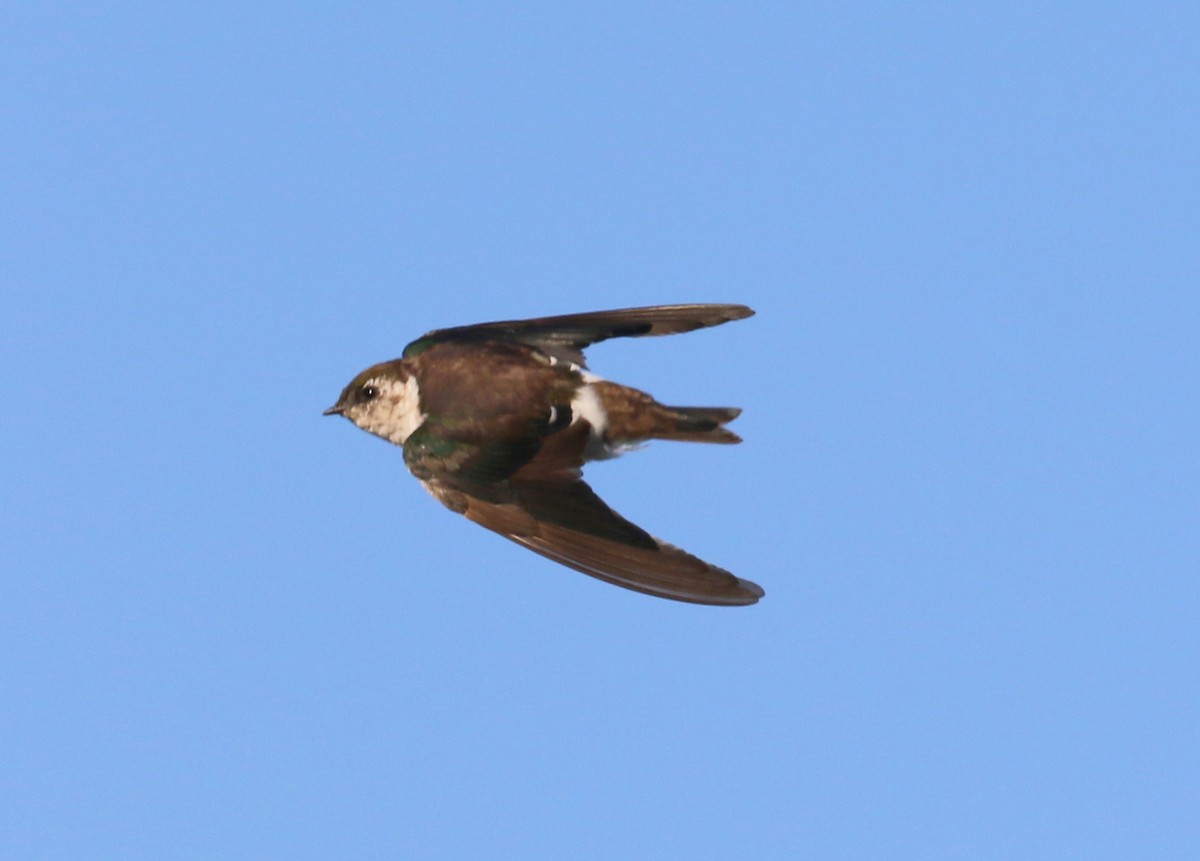 Hirondelle à face blanche - ML641899971