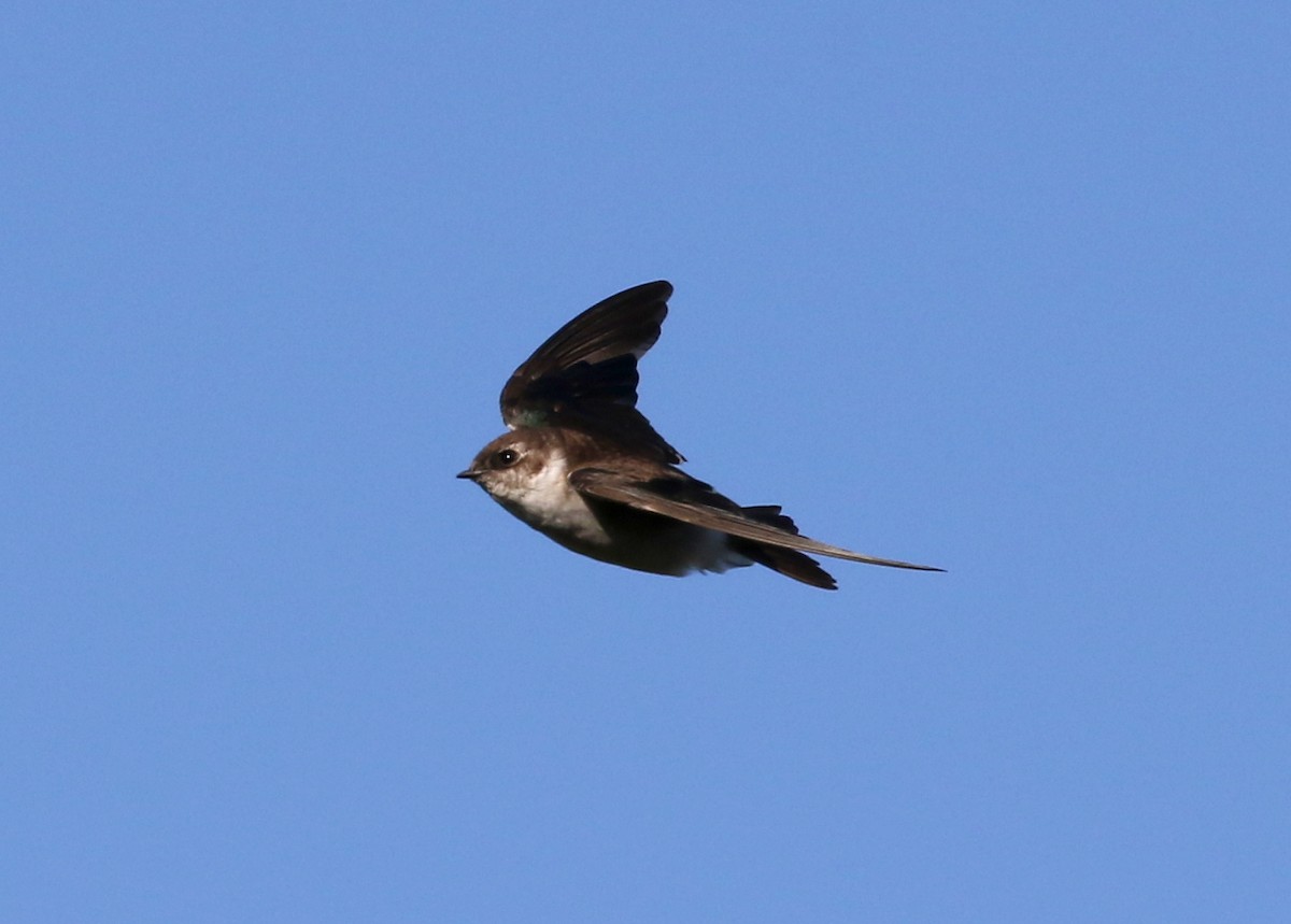 Hirondelle à face blanche - ML641899972