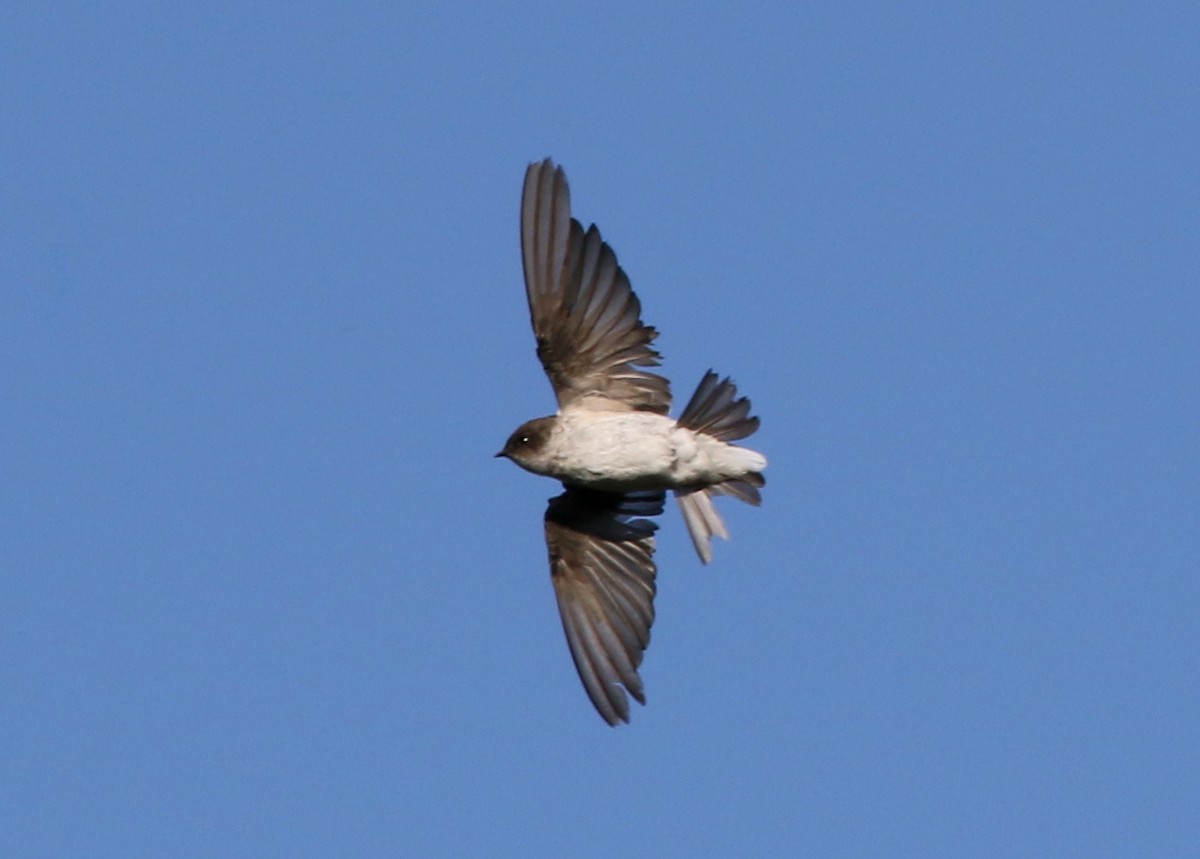 Hirondelle à face blanche - ML641899973