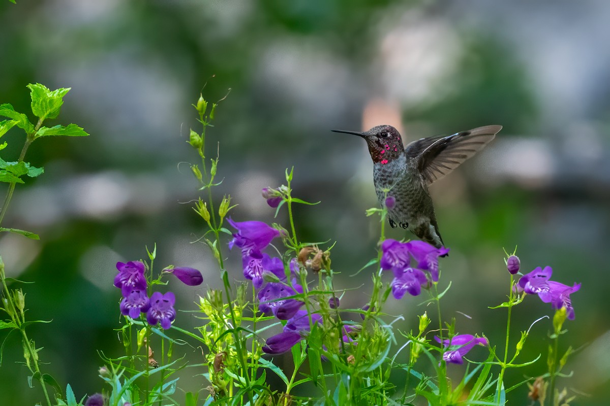 Anna's Hummingbird - ML641899977