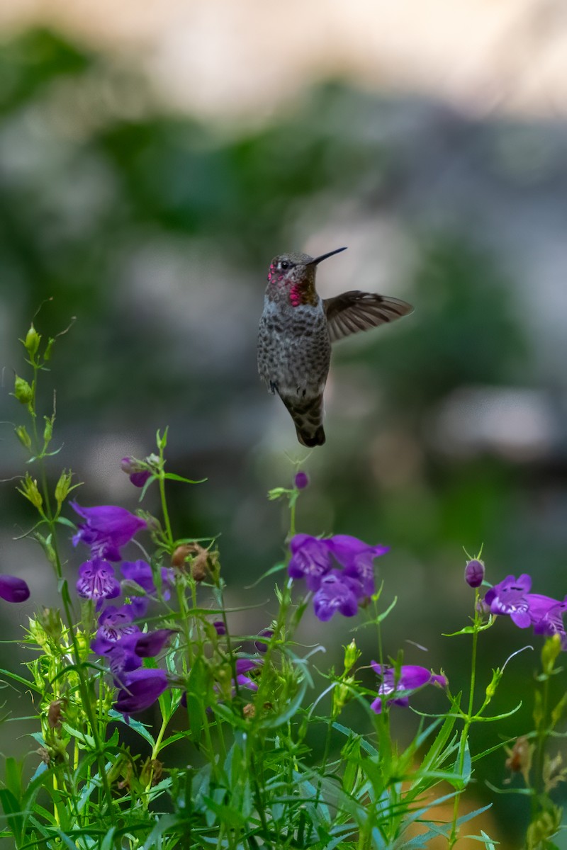 Anna's Hummingbird - ML641899978
