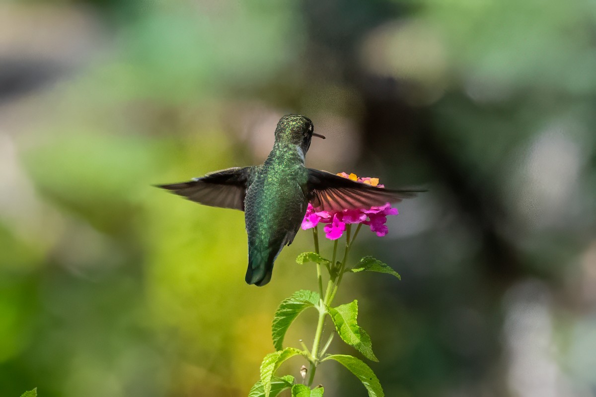 Anna's Hummingbird - ML641899979