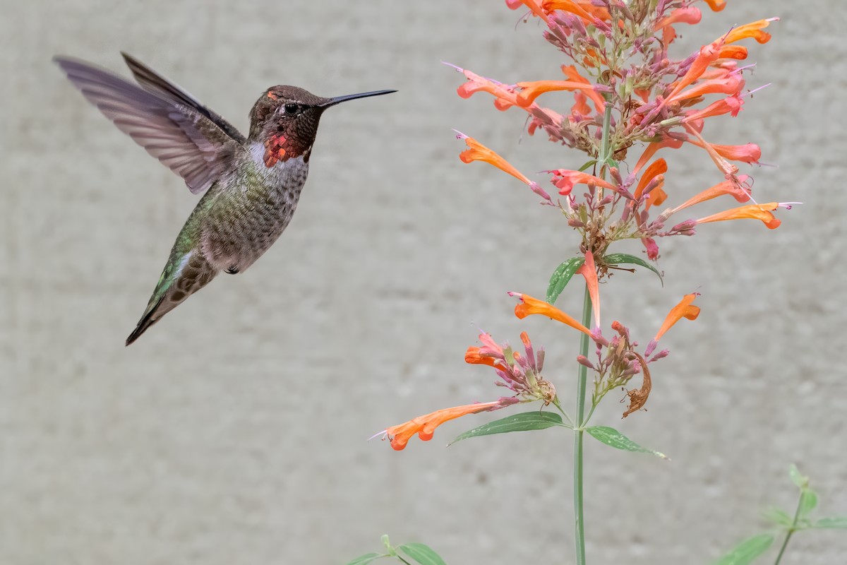 Anna's Hummingbird - ML641899980