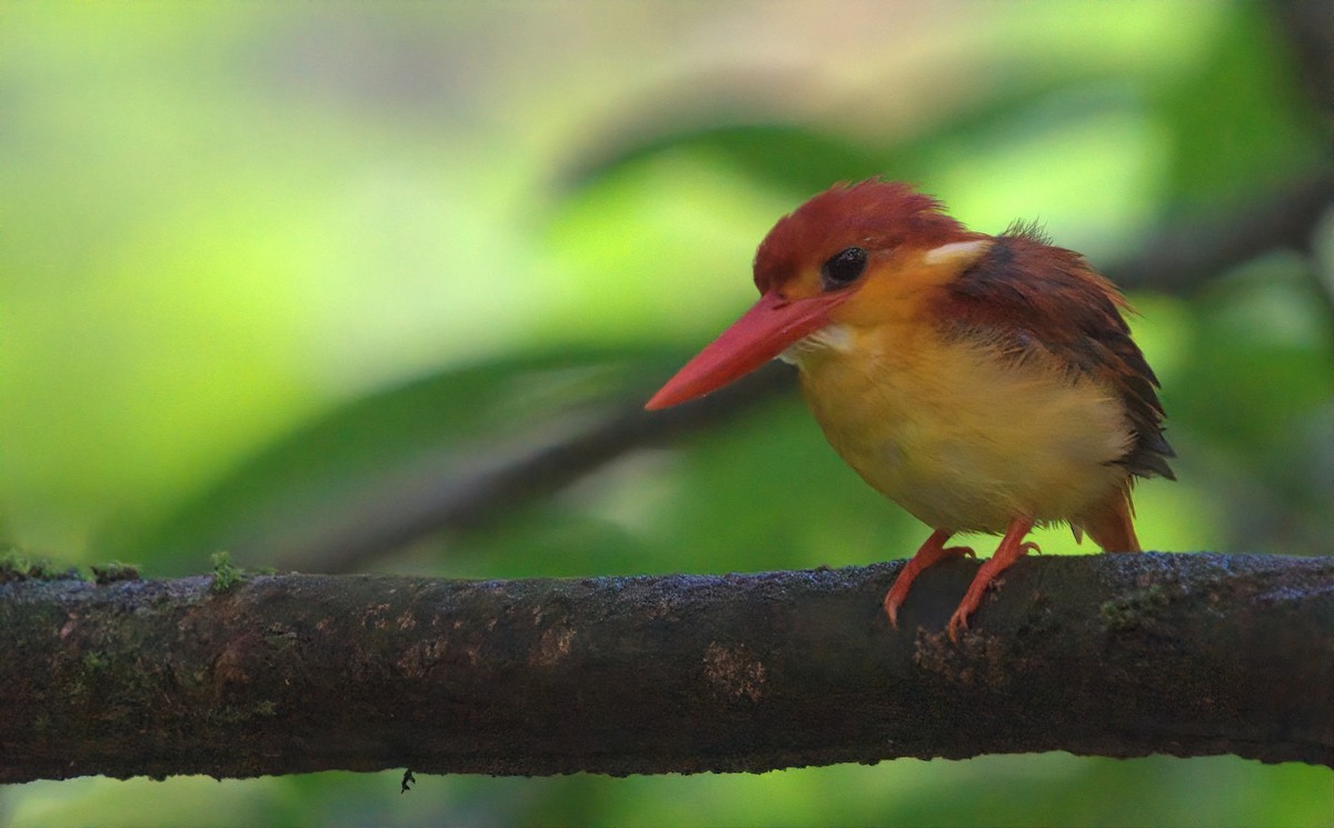Rufous-backed Dwarf-Kingfisher - ML641900001