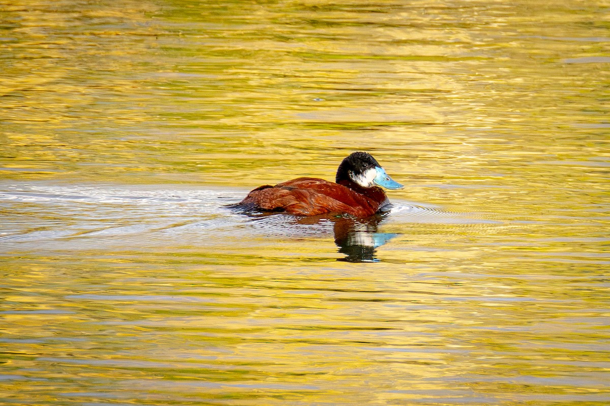 Andean Duck - ML641900008