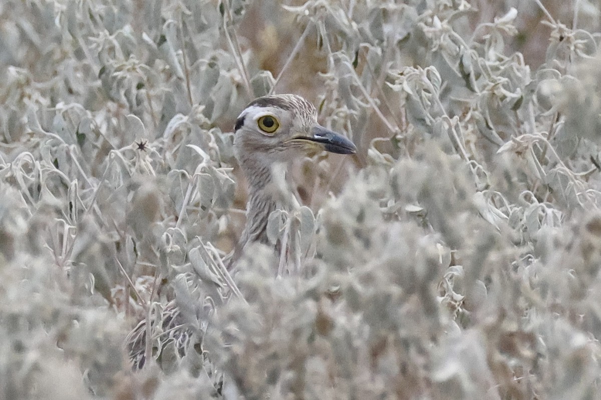 マミジロイシチドリ - ML641900041