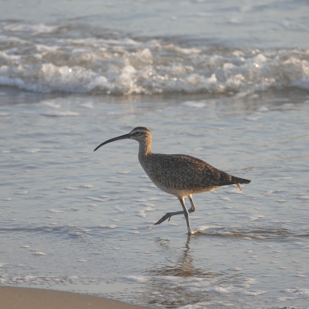 Hudsonian Whimbrel - ML641900058