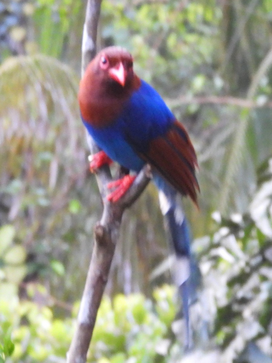 Sri Lanka Blue-Magpie - ML641900064