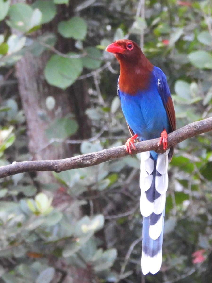 Sri Lanka Blue-Magpie - ML641900065