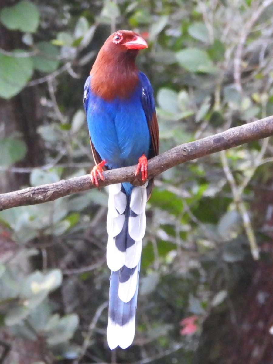 Sri Lanka Blue-Magpie - ML641900068