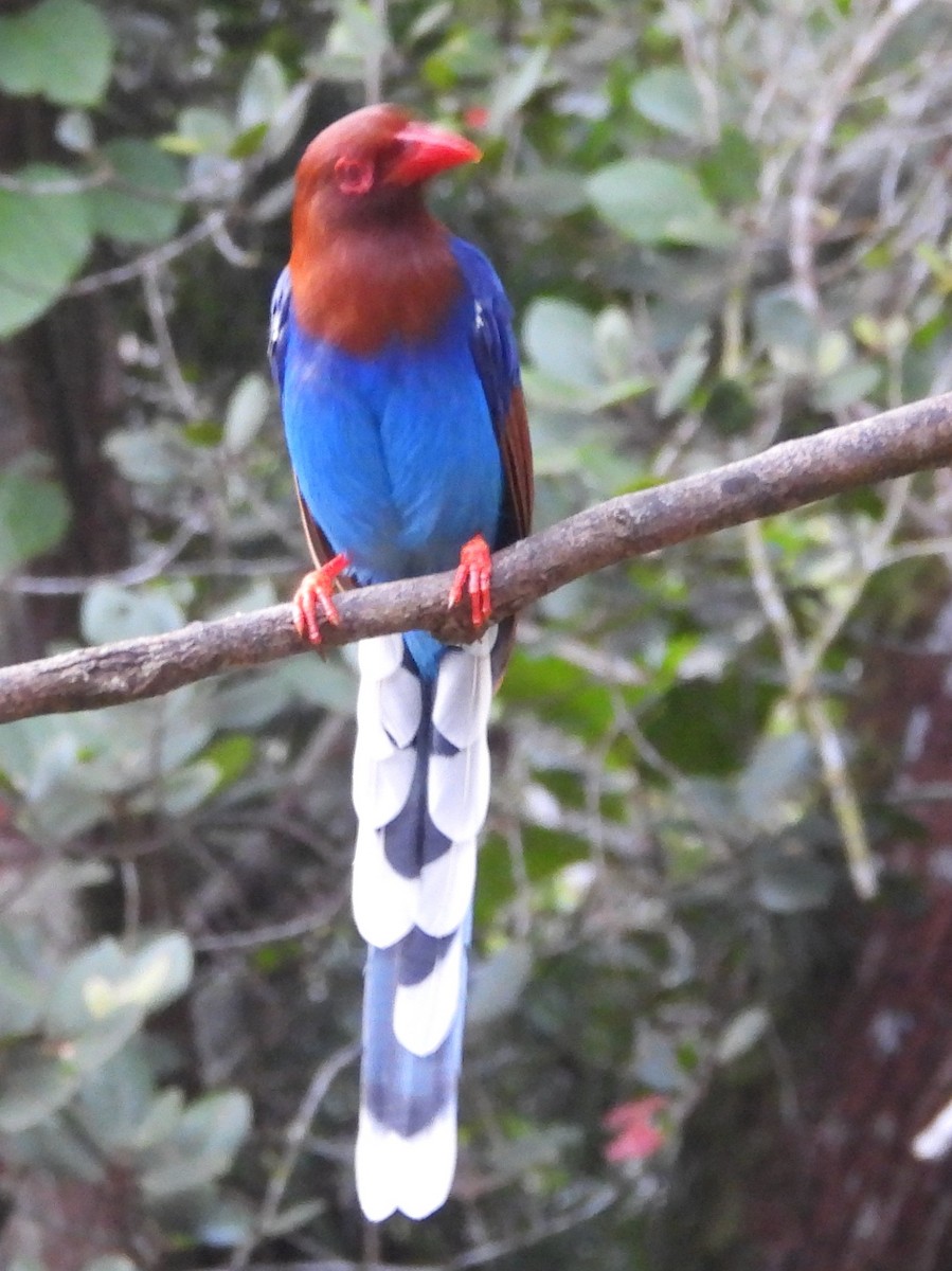 Sri Lanka Blue-Magpie - ML641900069